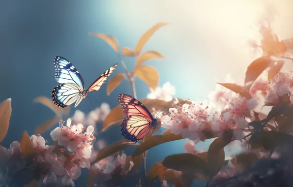 Light, butterfly, flowers, branches, butterfly, spring, pink, flowering