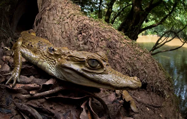 Nature, background, crocodile