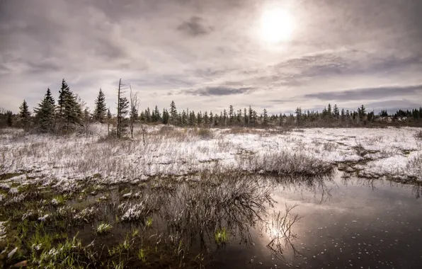 Forest, snow, nature