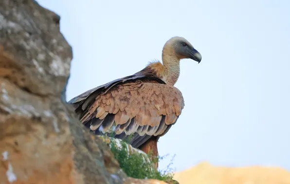 Bird, predator, Griffon vulture, Magov Marat