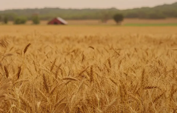 Wheat, field, macro, nature, background, widescreen, Wallpaper, rye