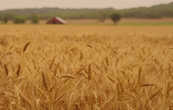 Picture wheat, field, macro, nature, background, widescreen, Wallpaper, rye