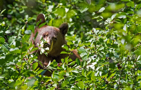 Picture bear, the bushes, face, leaves