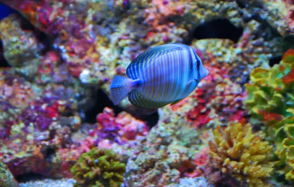 Picture sea, fish, underwater world