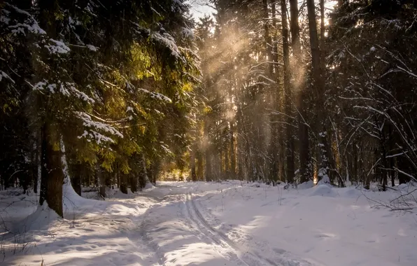 Winter, forest, the sun, frost, Moscow, Nadezhda Demkina, Moose Island