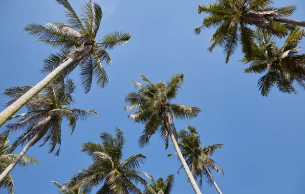 Picture beach, summer, the sky, the sun, palm trees, summer, beach, beautiful