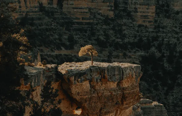 Nature, open, tree, rocks, canyon