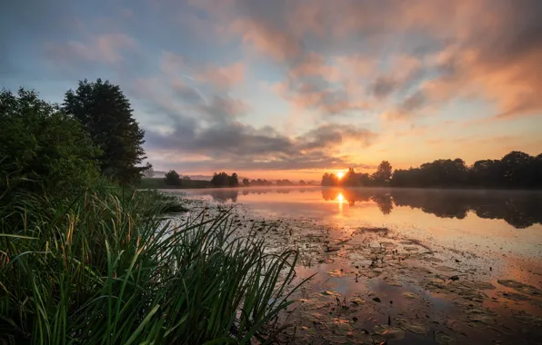 Picture summer, grass, trees, landscape, nature, fog, river, dawn