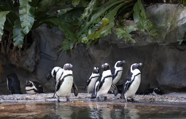 Birds, nature, penguins