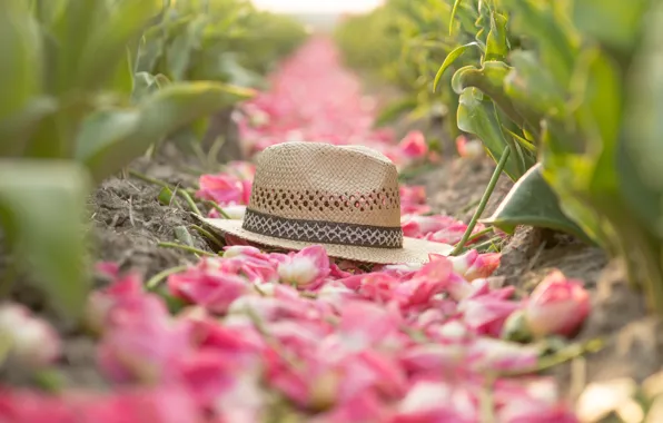 Field, leaves, flowers, nature, mood, spring, hat, petals