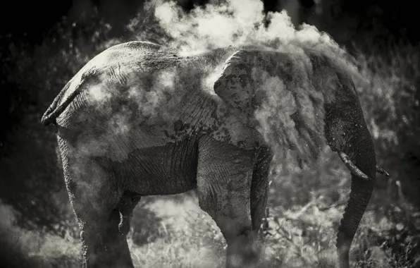Sand, photo, elephant, black and white, to clean