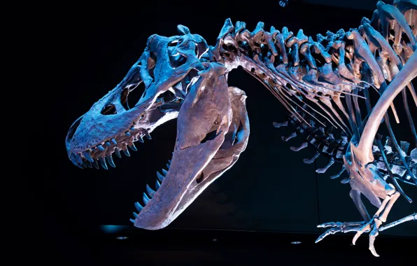 Dinosaur, skeleton, Museum, Tyrannosaurus rex, Tyrannosaurus Rex