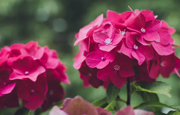 Picture macro, flowers, pink, bokeh, hydrangea