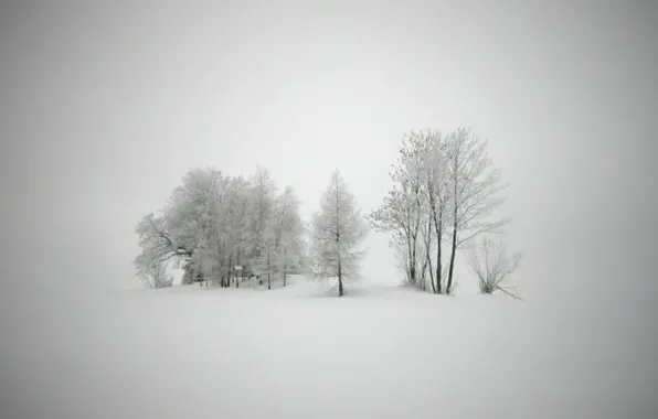 Cold, winter, snow, trees, landscapes, new year, frost, Blizzard