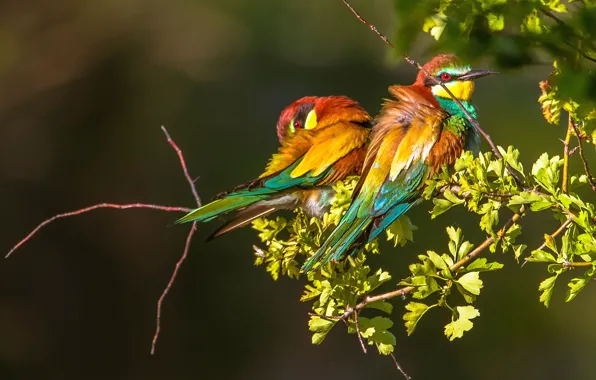 Birds, branches, a couple, European bee-eater
