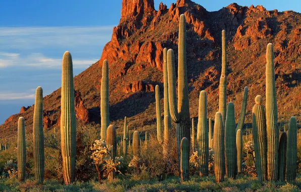 Picture Cacti, AZ, Canyon Alamo