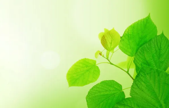 Leaves, branches, background, light