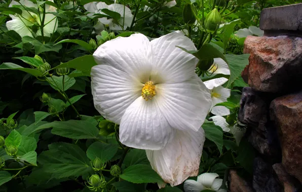 Picture Macro, Macro, White flower, White flower