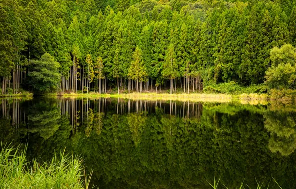 Forest, trees, lake, reflection