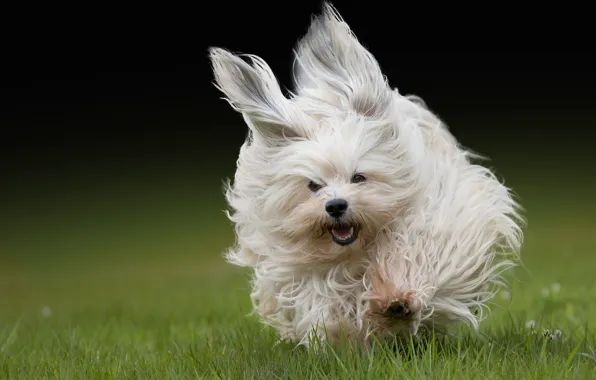 Picture grass, wool, running, The Havanese