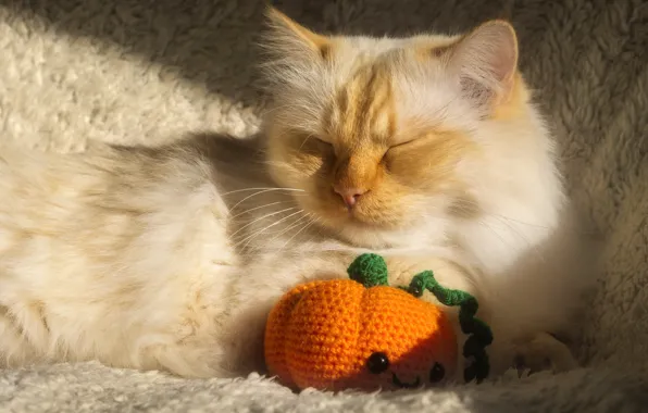 Cat, cat, light, pose, toy, sleep, red, sleeping