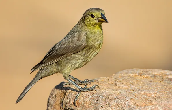 Bird, beak, tail, female, red-eyed cow trupial