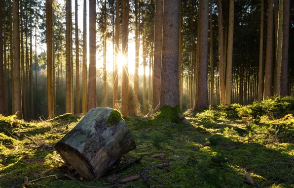 Picture forest, trees, moss, bumps, log, the rays of the sun