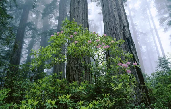 Forest, trees, the rays of the sun