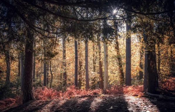 Picture autumn, forest, nature