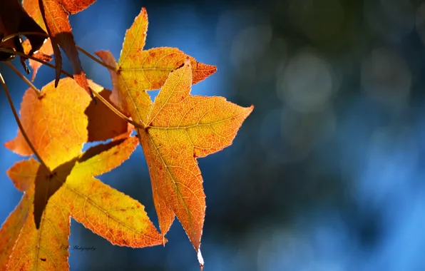 Leaves, blue, glare, background, yellow, maple, autumn