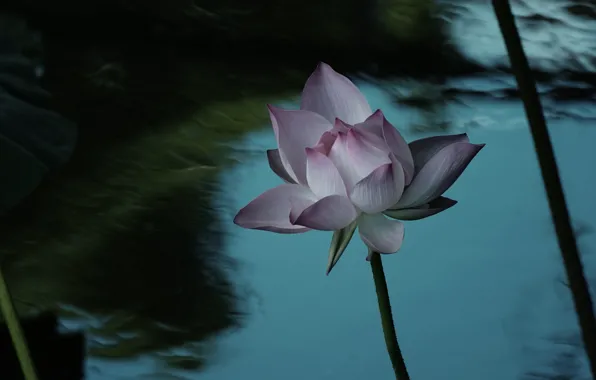 Picture leaves, water, flowers, the dark background, blur, stem, Lotus, pink