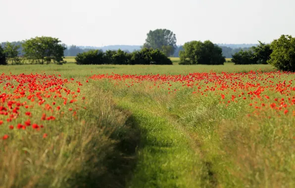 Road, field, the sky, flowers, nature, Maki, red, track