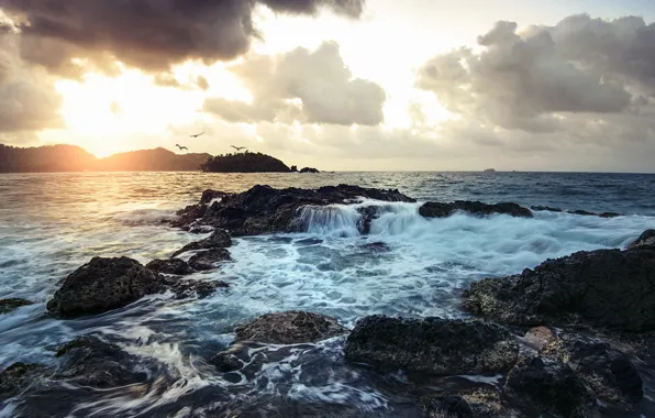 Beach, birds, rocks, dawn, The ocean