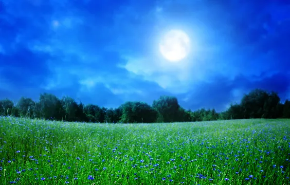 Picture summer, the sky, grass, trees, landscape, night, nature, the moon