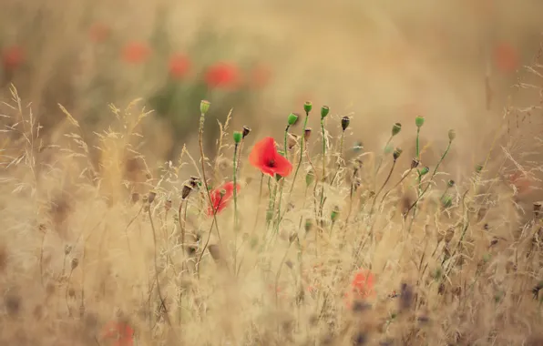 Picture field, grass, Maki