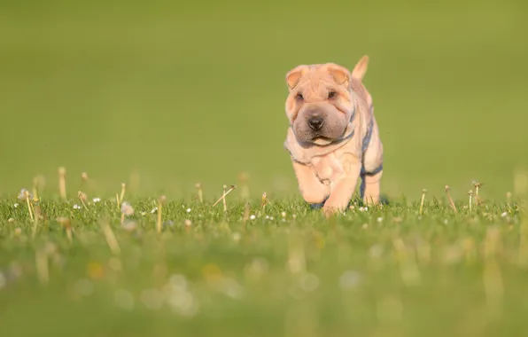 Dog, meadow, Sharpay, puppy, bokeh