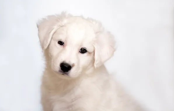 Puppy, Labrador, Retriever