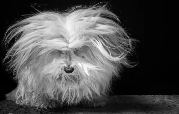 Background, home, dog