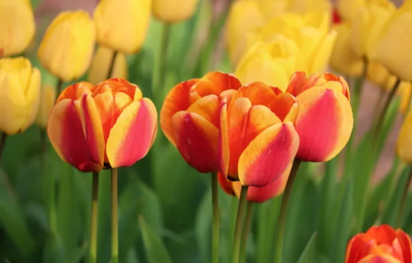 Greens, flowers, yellow, red, spring, tulips, buds, two-tone