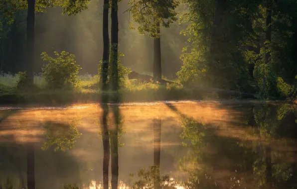 Forest, trees, landscape, nature, fog, pond, morning, Andrei