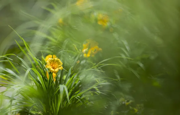 Macro, flowers, nature