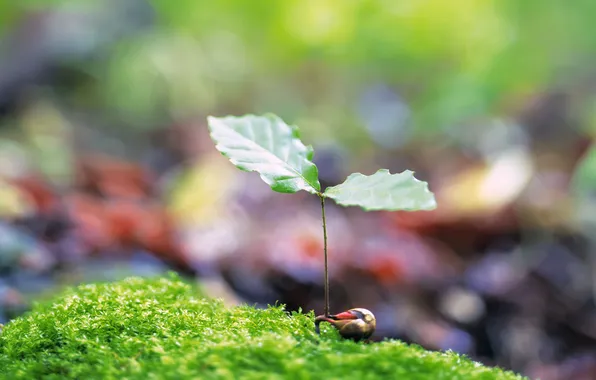Greens, grass, macro, leaf, Rostock, spring, blur, leaf