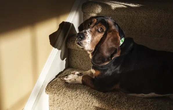 Look, each, home, dog