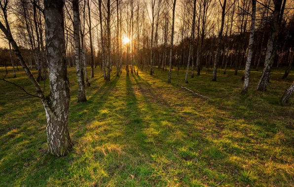 Sunset, birch, grove