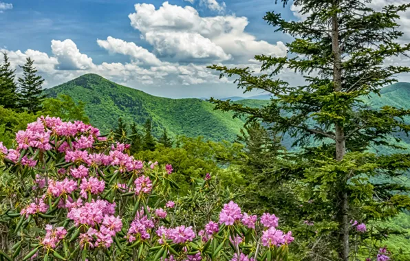Flowers, mountains, USA, North Carolina, Blue Ridge Parkway, rhododendrons