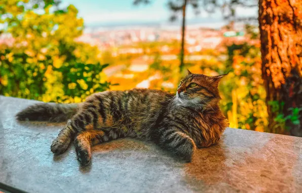 Roof, cat, cat, look, light, trees, nature, pose