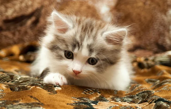Carpet, baby, kitty