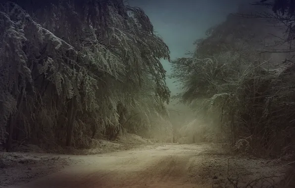Cold, winter, frost, road, forest, snow, trees