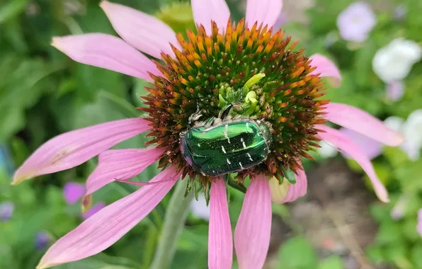 Summer, beetle, Echinacea