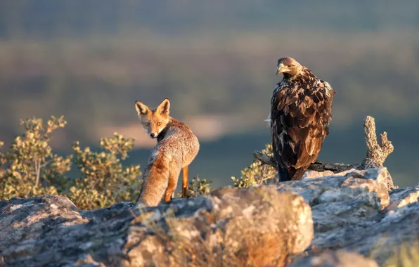 Picture look, Fox, eagle, Mortal enemies